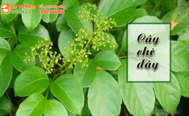 Cây Chè dây là loại cây leo, có công dụng chữa viêm đại tràng