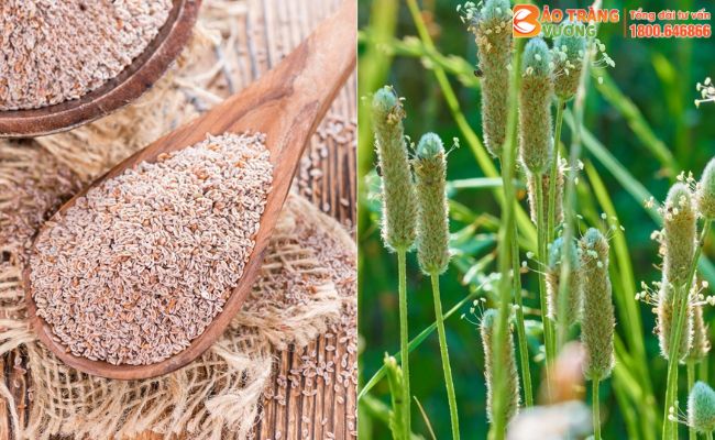 Vỏ hạt Mã đề mang lại nhiều lợi ích khác nhau cho sức khỏe đặc biệt bệnh đường tiêu hóa
