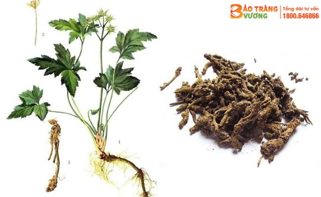 Cây Hoàng liên chứa hoạt chất Berberin với hàm lượng cao
