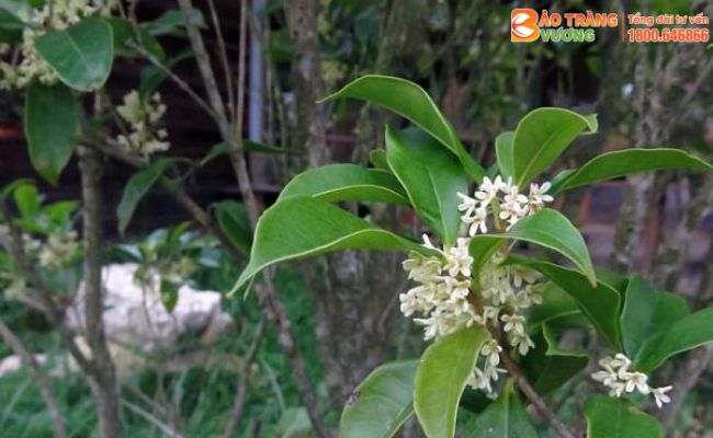 Cây Mộc hương – Thảo dược quý cho đường tiêu hoá