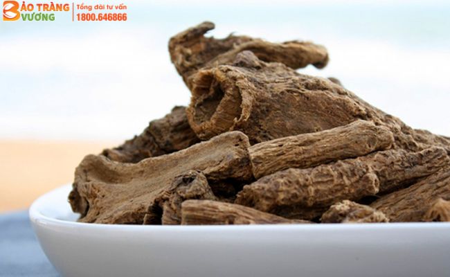 Rễ cây Mộc hương là bộ phận được dùng làm thuốc