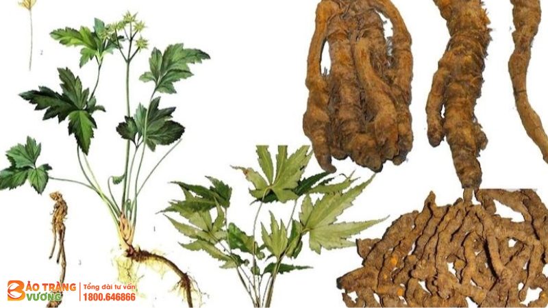 Hoàng liên - dược liệu quý đến từ thiên nhiên