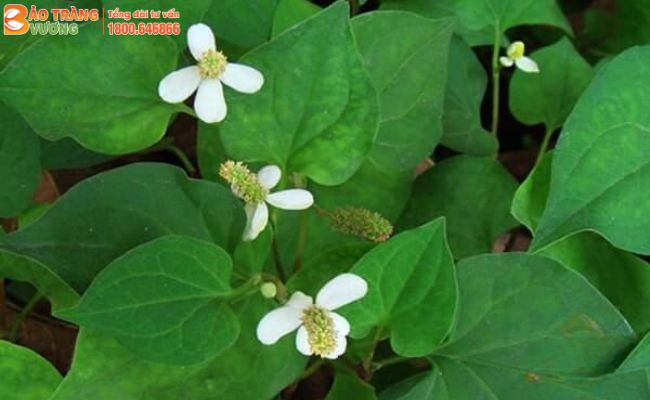 Lá Diếp cá hình tim, đầu nhọn, mặt trên màu xanh thẫm, mặt dưới màu hơi tím