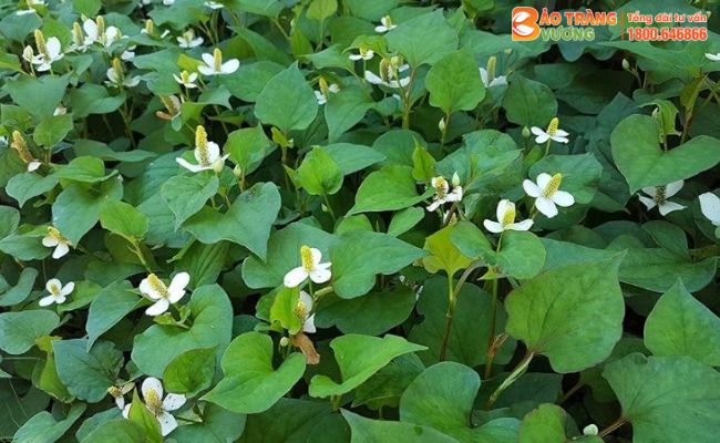 Thân và lá của Diếp cá là bộ phận được sử dụng phổ biến