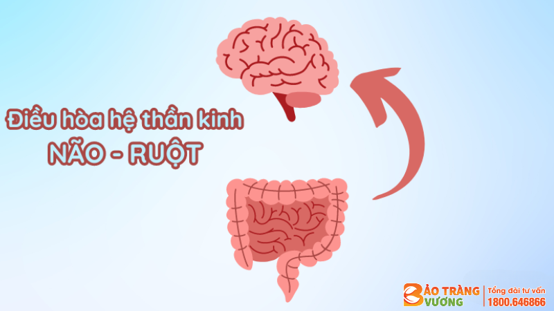 Bảo Tràng Vương – điều hòa hệ thần kinh não ruột cho người bị đại tràng kích thích