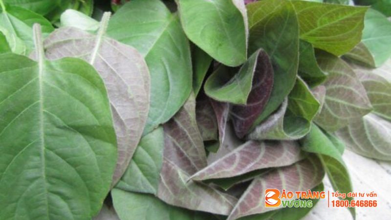Lá mơ lông – Cây thuốc nam trị viêm đại tràng quen thuộc