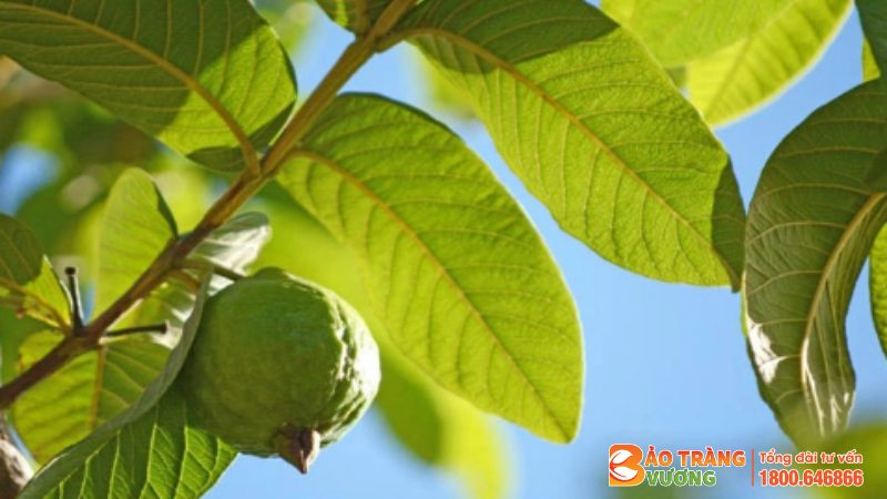 Lá ổi là vị thuốc Nam trị viêm đại tràng dễ kiếm