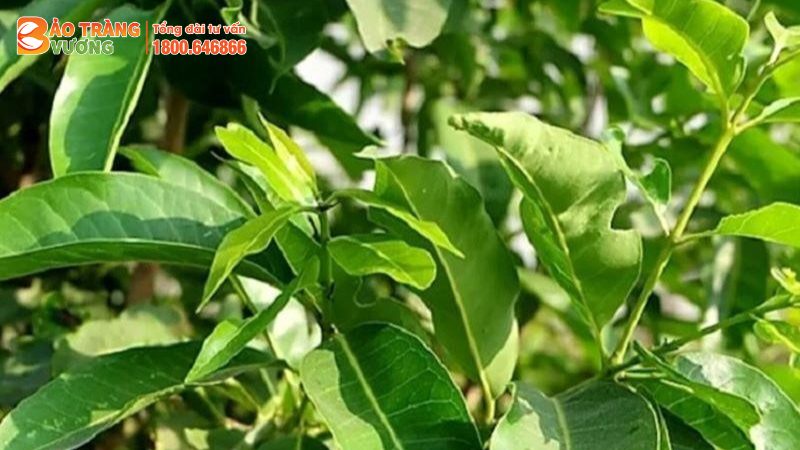 Thuốc Nam trị viêm đại tràng bằng lá vối
