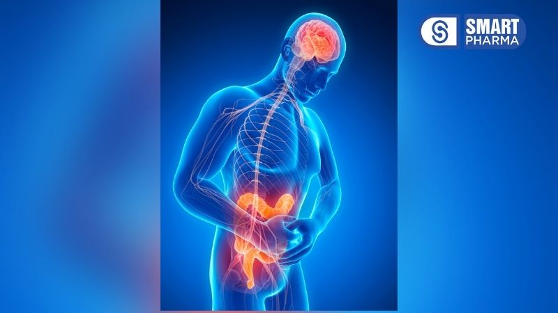 Hệ thần kinh ruột (Enteric Nervous System - ENS) chứa hơn 100 triệu tế bào thần kinh và liên kết chặt chẽ với não bộ thông qua trục ruột – não (gut-brain axis).