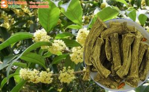 Thảo dược Mộc hương giúp niêm mạc khỏe, đại tràng hết đau
