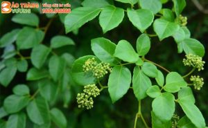 Cây Chè dây - Dược liệu quý giúp hỗ trợ tiêu hoá hiệu quả