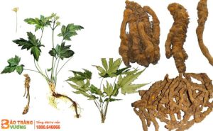 Hoàng liên là vị thuốc mọc dại tại nhiều vùng núi ở Việt Nam, thường được dùng trong các bài thuốc chữa các bệnh đường ruột.